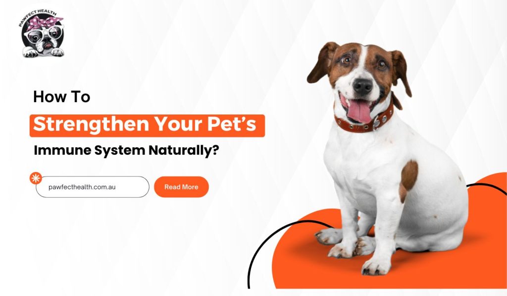 How To Strengthen Your Pet’s Immune System Naturally?